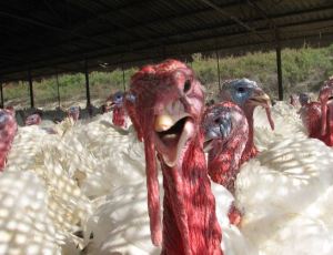 Turkeys