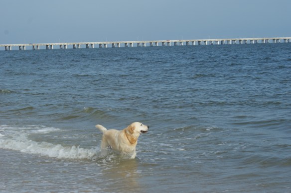 Queenie "casting her net."